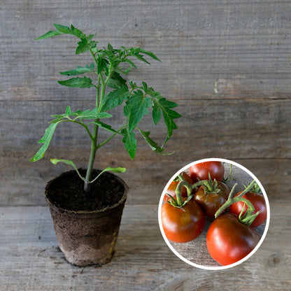 TOMATE NOIRE RUSSE PLANT AB