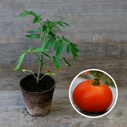 TOMATE REINE DE SAINTE MARTHE PLANT AB