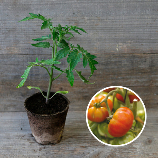 TOMATE REINE DES HATIVES PLANT AB