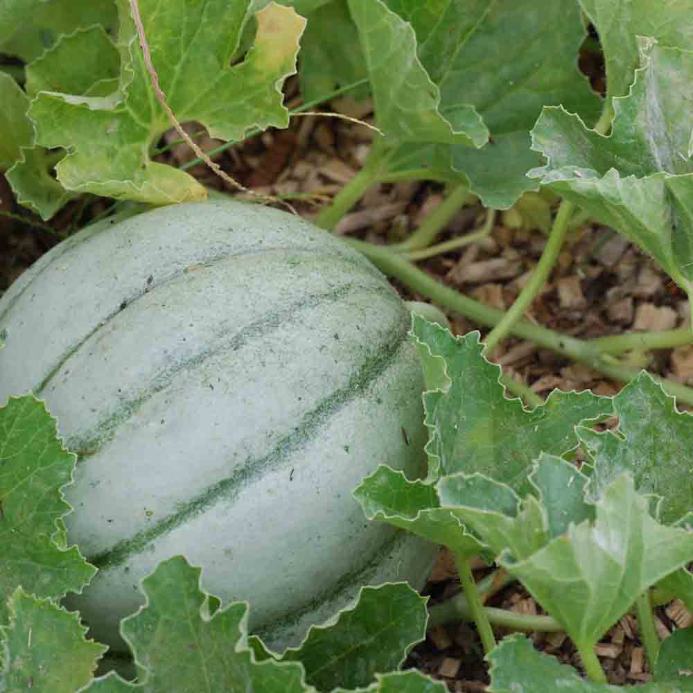 MELON ANCIEN VIEILLE France PLANT AB