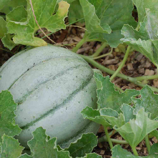 MELON ANCIEN VIEILLE FRANCE AB