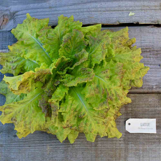 SAINT VINCENT AB CUT LETTUCE