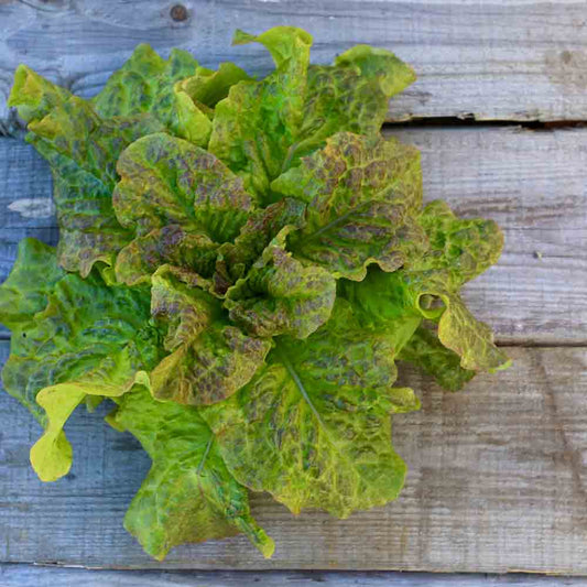 SAINT ANTOINE AB HEAD LETTUCE