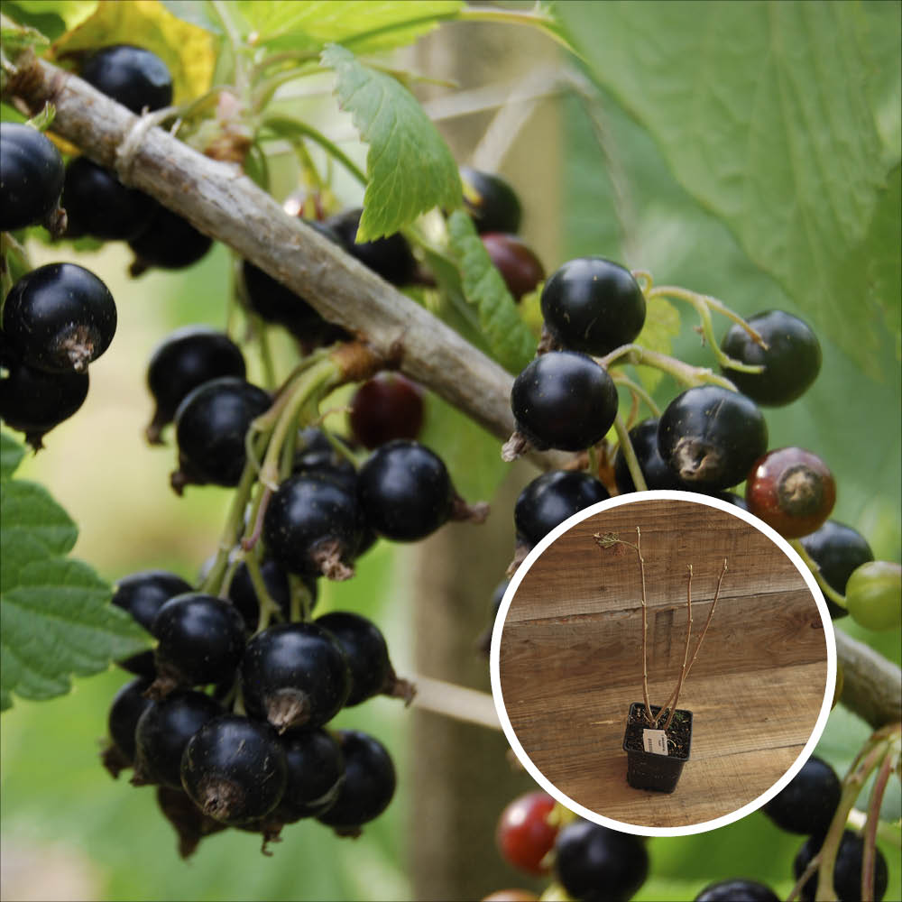 CASSIS NOIR DE BOURGOGNE AB - PLANT