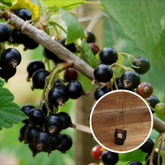 CASSIS NOIR DE BOURGOGNE AB - PLANT