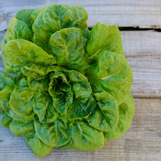 ROMAINE LETTUCE CHICONY FROM FATHER VENDI AB