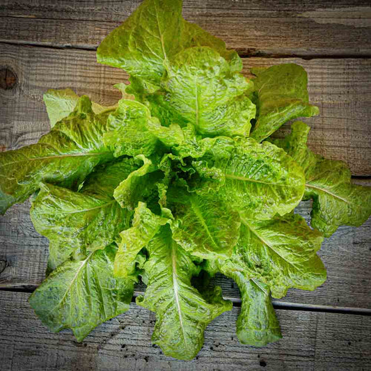 WINTER ROMAINE LETTUCE FROM SAINTE MARTHE AB