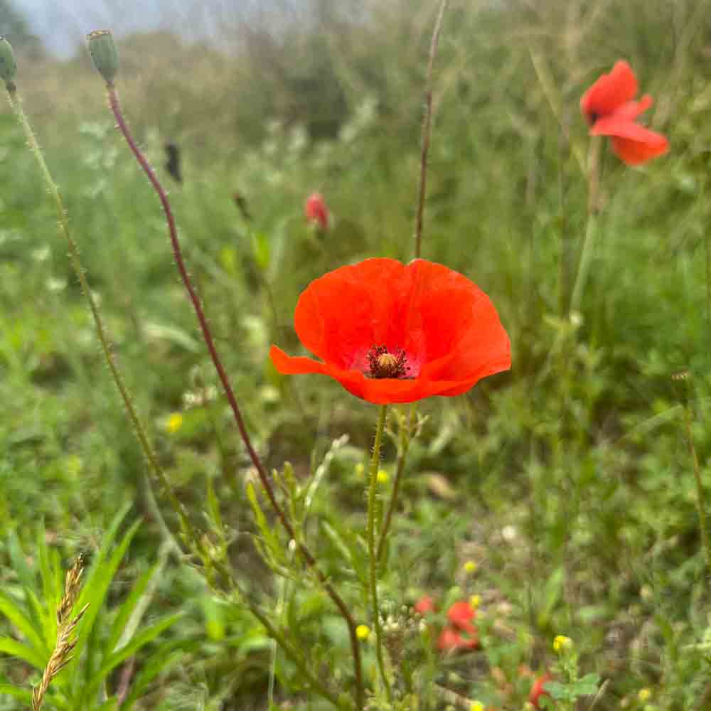 COQUELICOT SIMPLE ROUGE AB