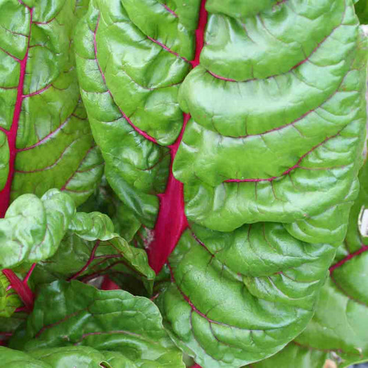 POIREE RHUBARB CHARD A CARDE ROUGE AB