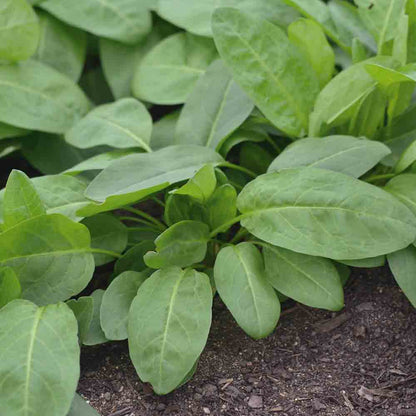 OSEILLE EPINARD RUMEX PATIENTA AB - PLANT