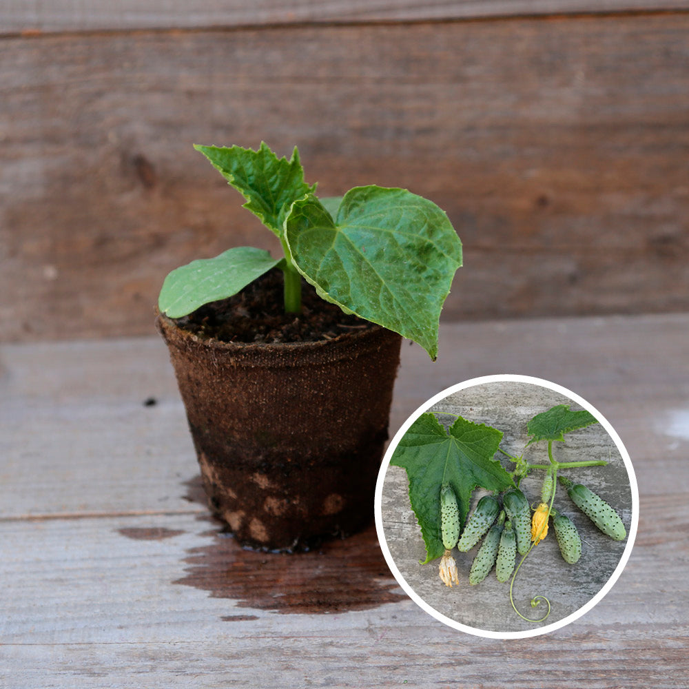 CORNICHON VERT PETIT DE PARIS PLANT AB