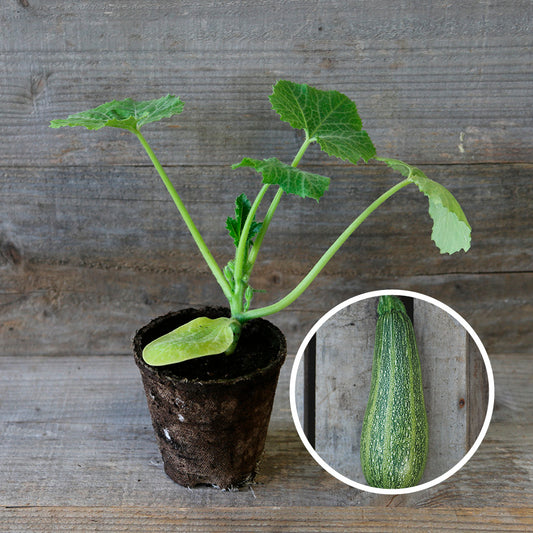 COURGETTE GRISETTE DE PROVENCE PLANT AB