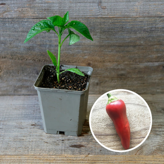 PIMENT BASQUE GORRIA PLANT AB