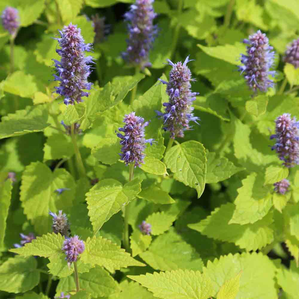 AGASTACHE RUGOSA AB