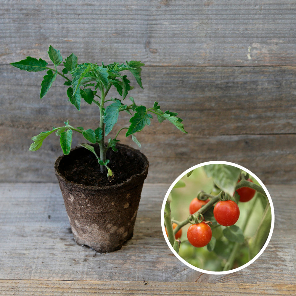 TOMATE CERISETTE LYLIA PLANT AB