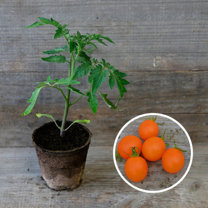 TOMATE ORANGE BERRY PLANT AB