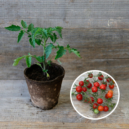 TOMATE GROSEILLE ROUGE TYPE PETIT MOINEAU PLANT AB