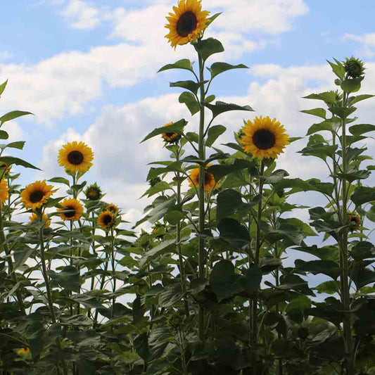 TOURNESOL GEANT AB