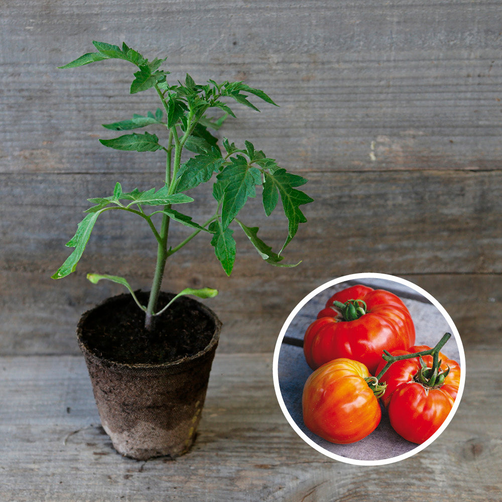 TOMATE SAINTE LUCIE PLANT AB