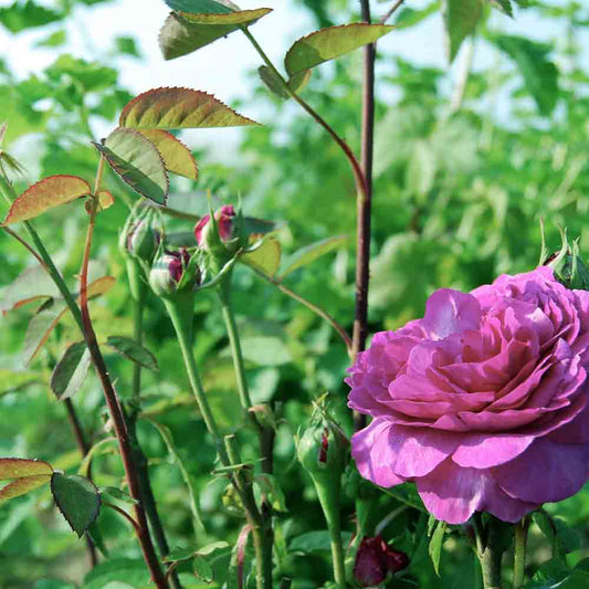 ROSIER REINE DES VIOLETTES