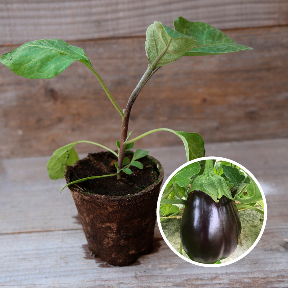 EGGPLANT BLACK BEAUTY PLANT AB