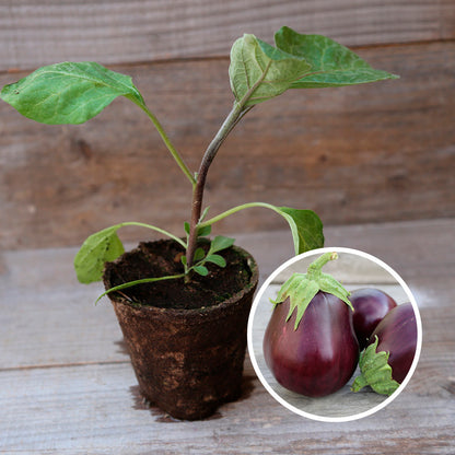 AUBERGINE MONSTRUEUSE DE NEW YORK PLANT AB