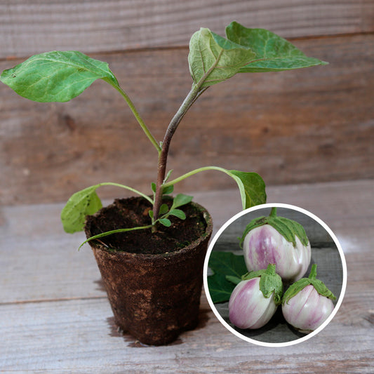 AUBERGINE VIOLETTE DE FLORENCE PLANT AB