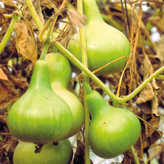 MINI CALABASH GOURD AB