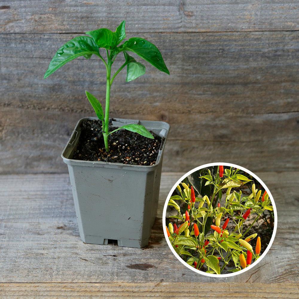 PIMENT TABASCO PLANT AB