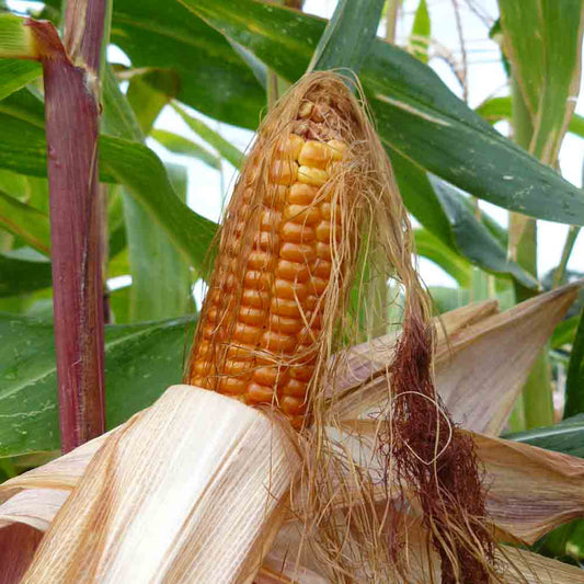 YELLOW SWEET CORN AMARILLO AB