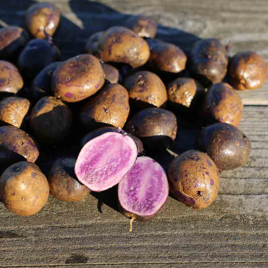 POMME DE TERRE BLEUE D´ARTOIS (ou bleu de la manche) NT