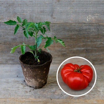 TOMATE BEEFSTEAK PLANT AB