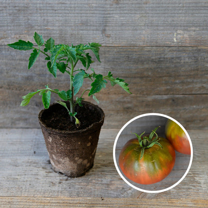 TOMATE BLACK SEA MAN PLANT AB