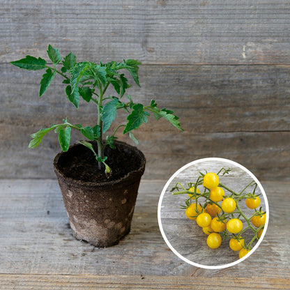 TOMATE BULLE PLANT AB