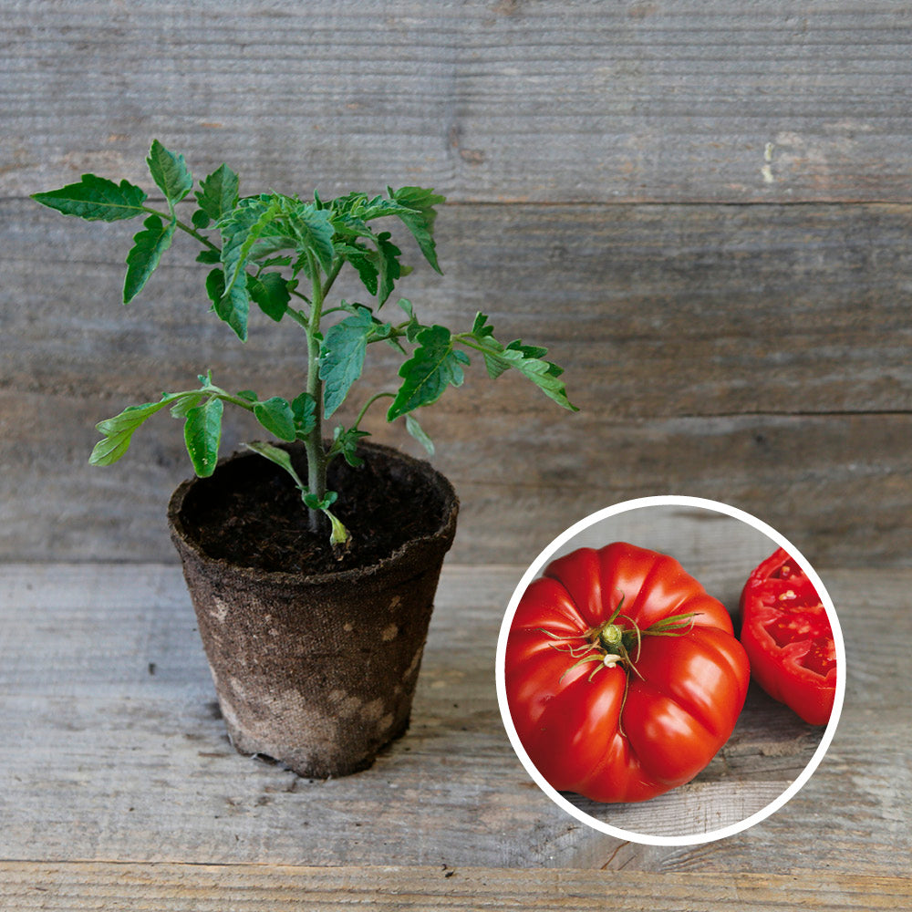 TOMATE COUILLE DE TAUREAU PLANT AB