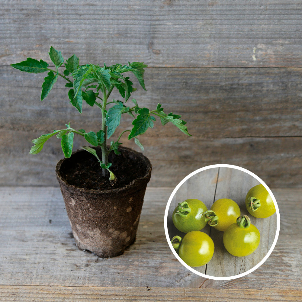 TOMATO GREEN DOCTOR'S FROSTED PLANT AB