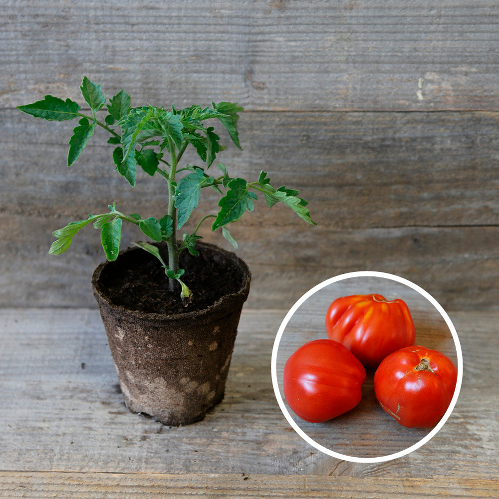 TOMATEN-LIGURIA-PFLANZE AB