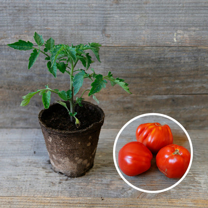 TOMATEN-LIGURIA-PFLANZE AB