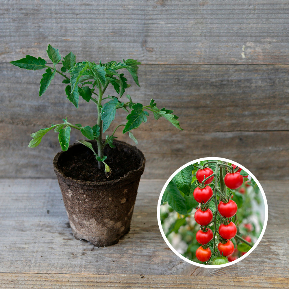 MEXICO HONEY TOMATO PLANT AB