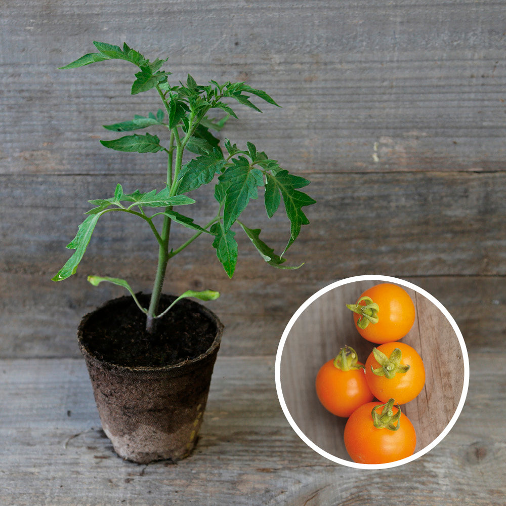 ORANGE TOMATO BOURGOUIN PLANT AB