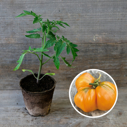 TOMATE SUMMER CIDER PLANT AB