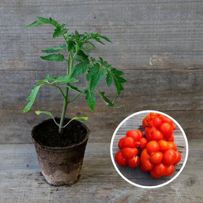 TOMATE VOYAGE PLANT AB