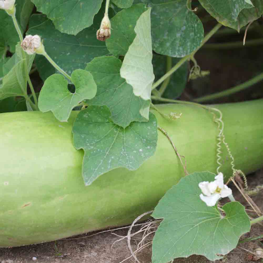 EDIBLE MASSUE SQUASH LONG MASSUE OR CLIMBING ZUCCHINI AB