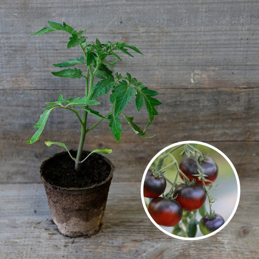 TOMATE OSU BLUE PLANT AB