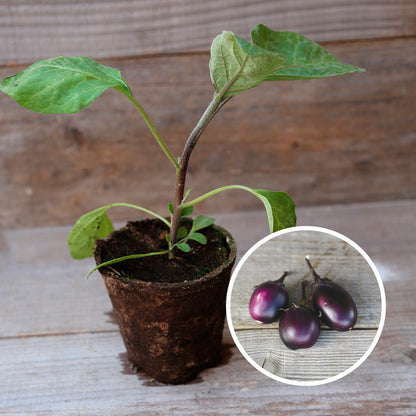 AUBERGINE BAMBINO PLANT AB