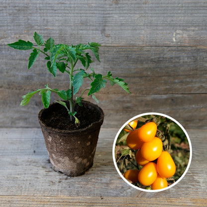 TOMATE CERISE POIRE JAUNE PLANT AB