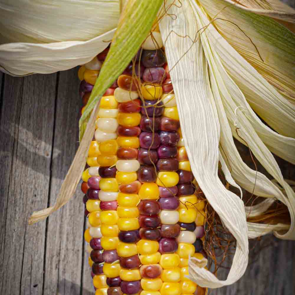 MULTICOLOR SWEET CORN AB