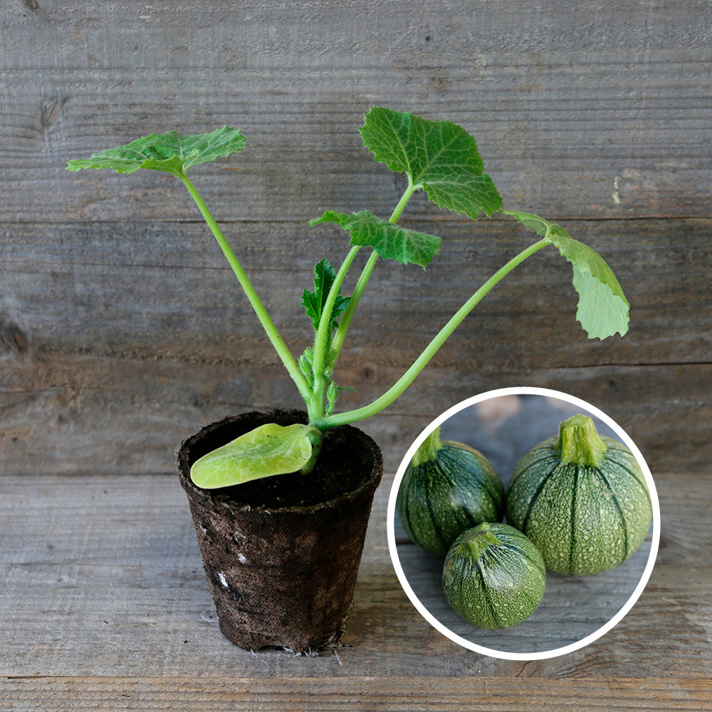 COURGETTE RONDE DE NICE PLANT AB