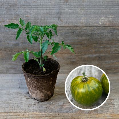 TOMATE GREEN ZEBRA PLANT AB