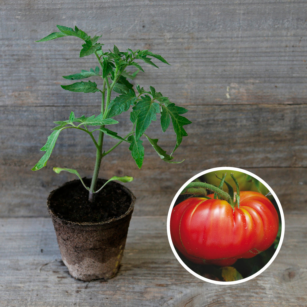 TOMATE POTIRON ECARLATE PLANT AB